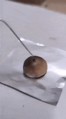 Production of mushroom mycelium