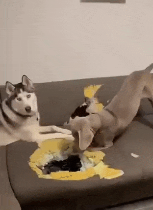 Dogs and cat in bed