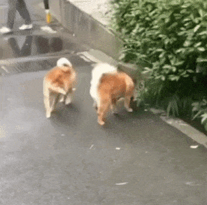Dogs and leaving their scent
