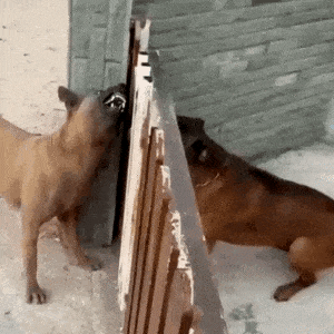 Dogs and gate