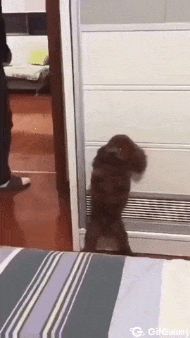 Poodle hides behind the corner