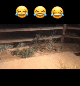 Raccoons thieves