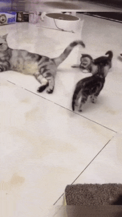 Cat tail and innocent cat