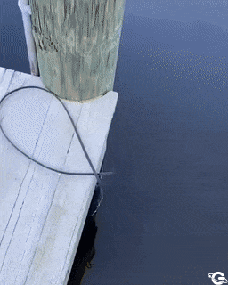Fish looks like a man
