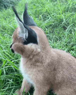 Lynx and ear