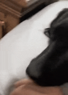 Hand in dog mouth
