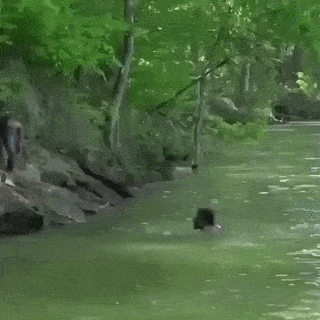 Jump on alligator