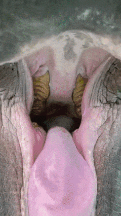 Elephant eats bananas