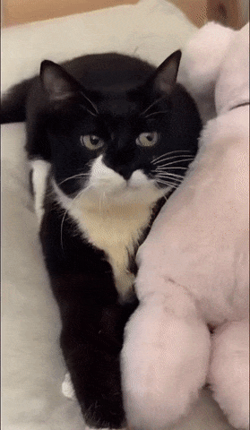 Funny strange cat eats