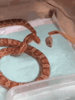 Clumsy snake