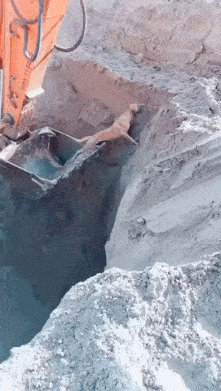 Excavator helps dog