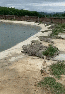 Lucky duck and crocodiles