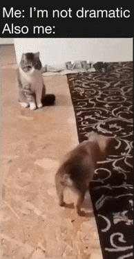 Puppy and cat