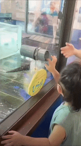 Otter and hands