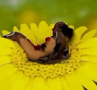 Woman is like a butterfly