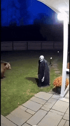 Animals react to scarecrows