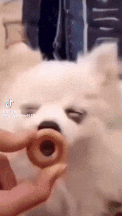 Funny animals