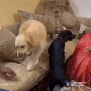 Golden retriever steals cake
