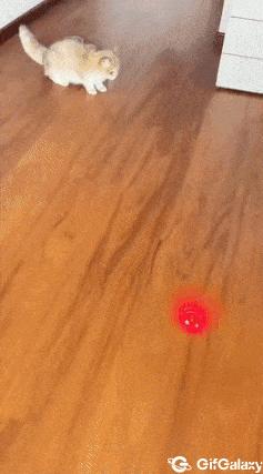 Cat and laser light