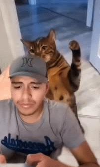 Cat hits gamer guy