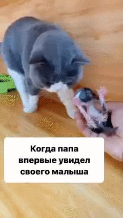 Father cat and baby kitten
