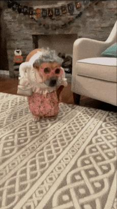 Dog like grandmother