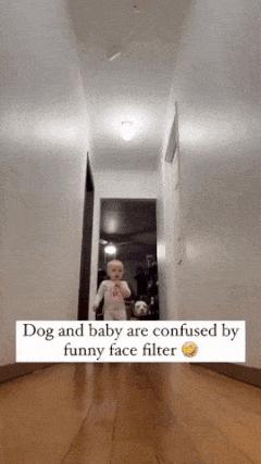 Dog with strange face