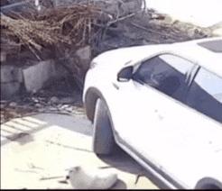 Car and tail dog parody