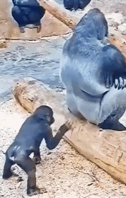 Chimpanzee and gorilla