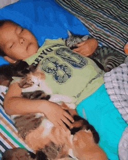 Boy sleeps with cats