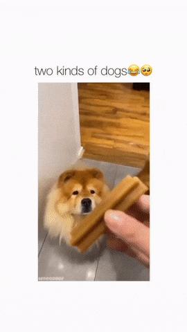 Two dogs and catching a bone