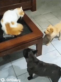 Two dogs and cat on table