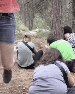 Photographing dog