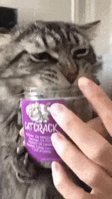 Hungry cat and food