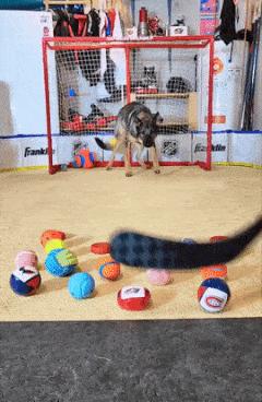 Ice hockey goalkeeper dog