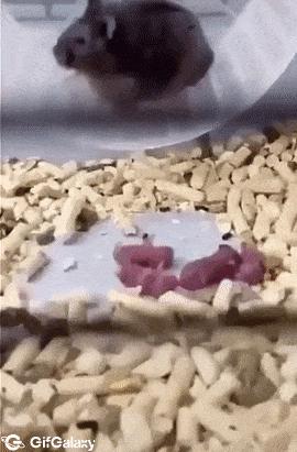 Hamster mother and wheel