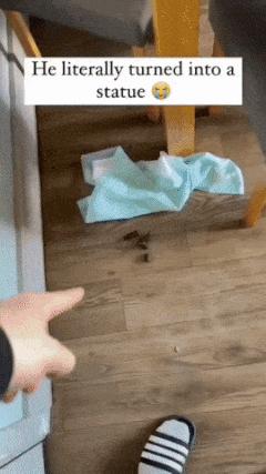 Excrement and stiff dog