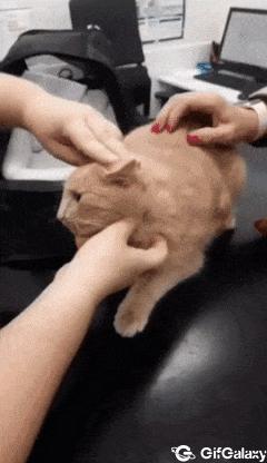 How to make cat swallow pill