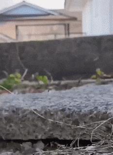 Truck and middle finger