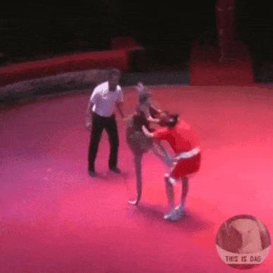 Kangaroo and boxing referee