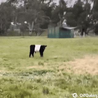 Cow and calf camouflage