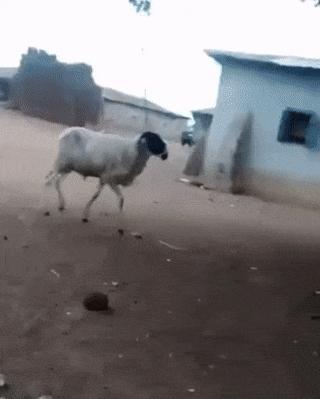 Cow vs ram