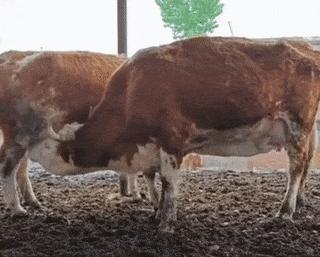 Cows milk each other