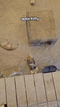 Lion as cuddly cat