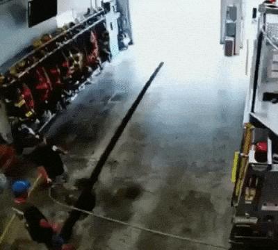 Crazy dog and hose with water