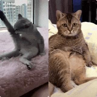 Cat watch cat how to lick