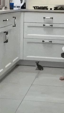 Kitten jumps on kitchen