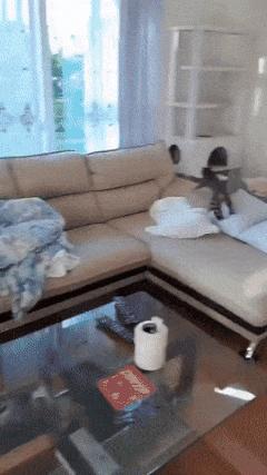 Cat paradise to play