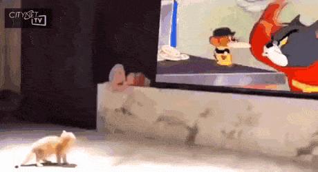 Cat watches Tom and Jerry