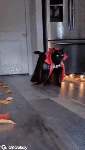 Count Dracula's cat